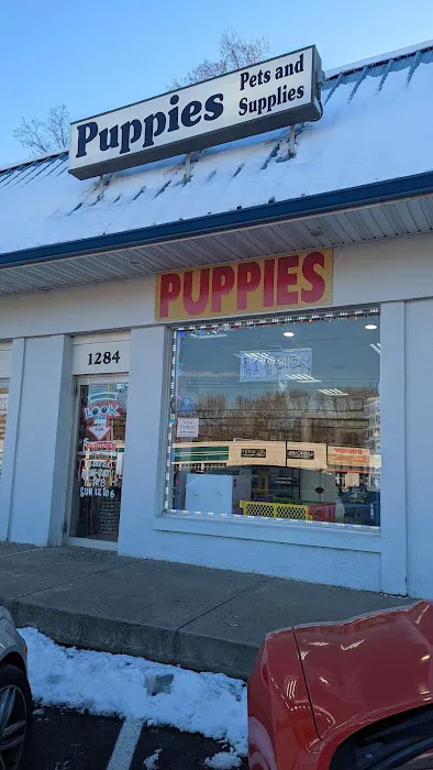 The Pet Shoppe Picture 1