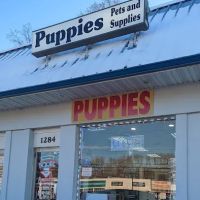 The Pet Shoppe ico