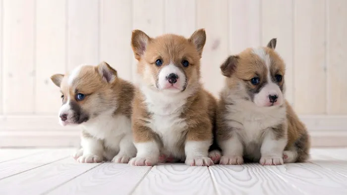 The Pet Shoppe Picture 3