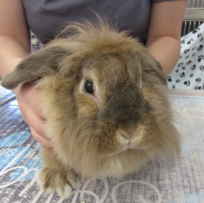 Animal Hospital of Warwick Picture 2
