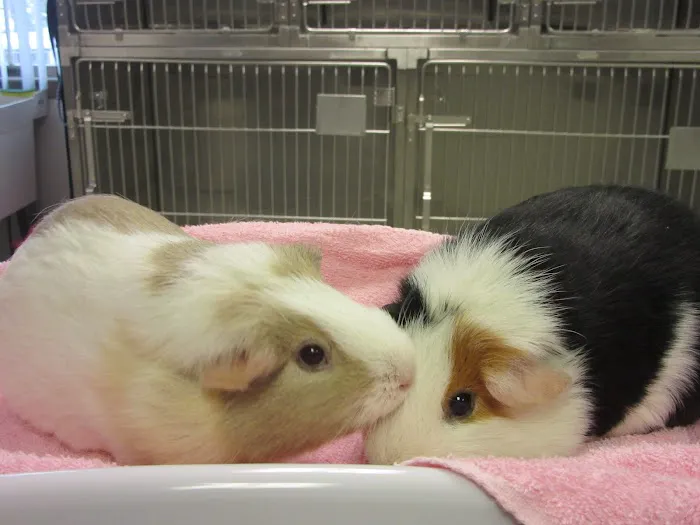 Animal Hospital of Warwick Picture 3