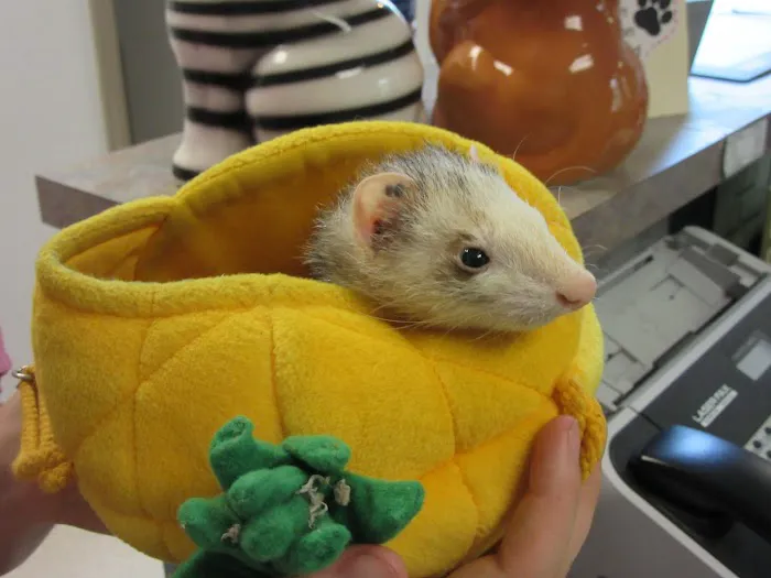 Animal Hospital of Warwick Picture 5