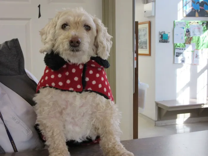 Animal Hospital of Warwick Picture 6