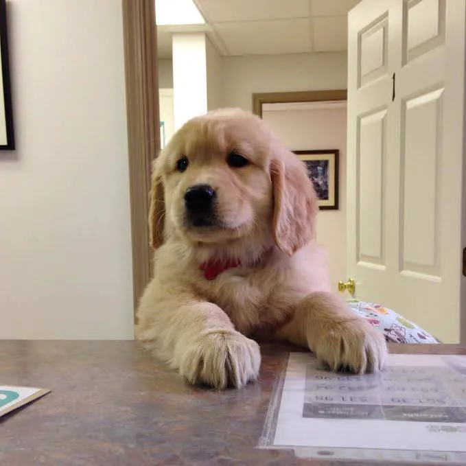 Animal Hospital of Warwick Picture 10