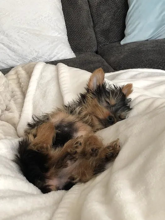 Bark Avenue Puppies Picture 1