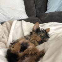 Bark Avenue Puppies ico