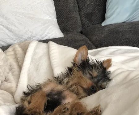 Bark Avenue Puppies