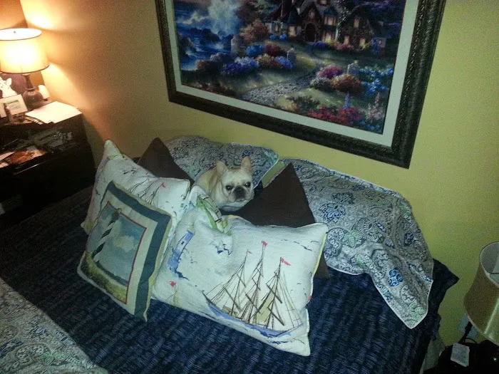 Bark Avenue Puppies Picture 3