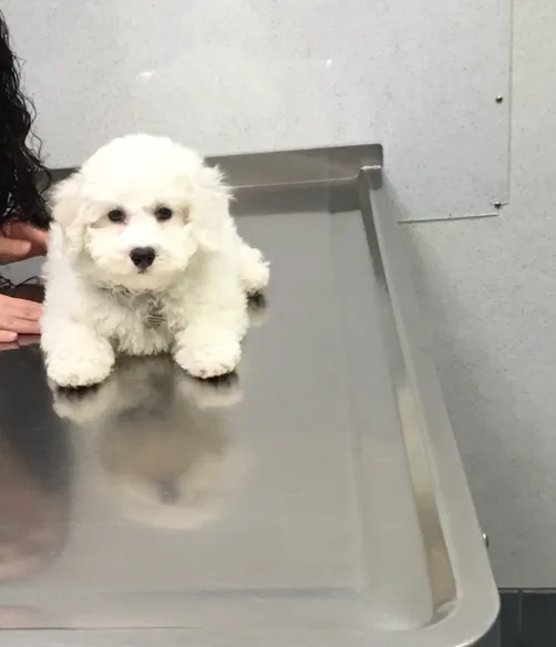 Bark Avenue Puppies Picture 4