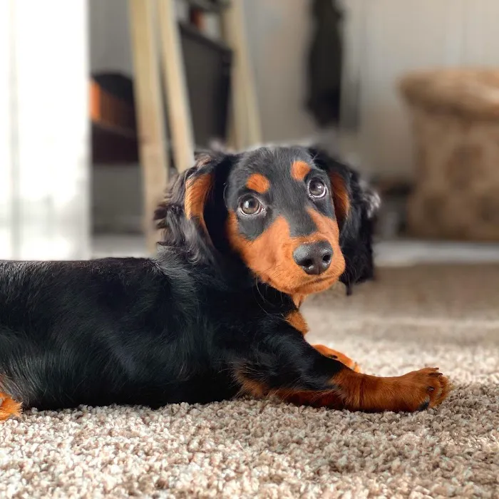 Bark Avenue Puppies Picture 5