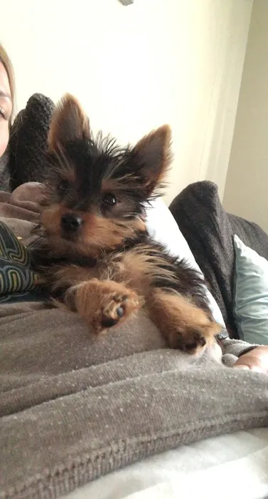 Bark Avenue Puppies Picture 9