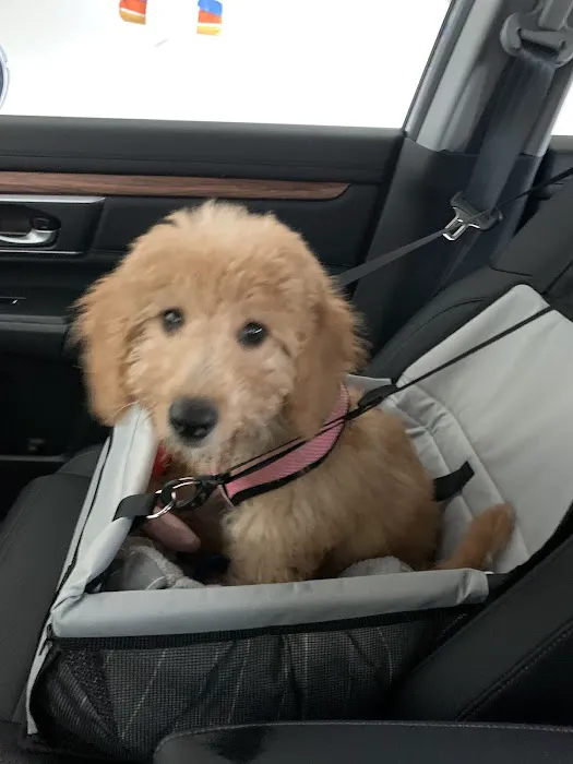 Bark Avenue Puppies Picture 8