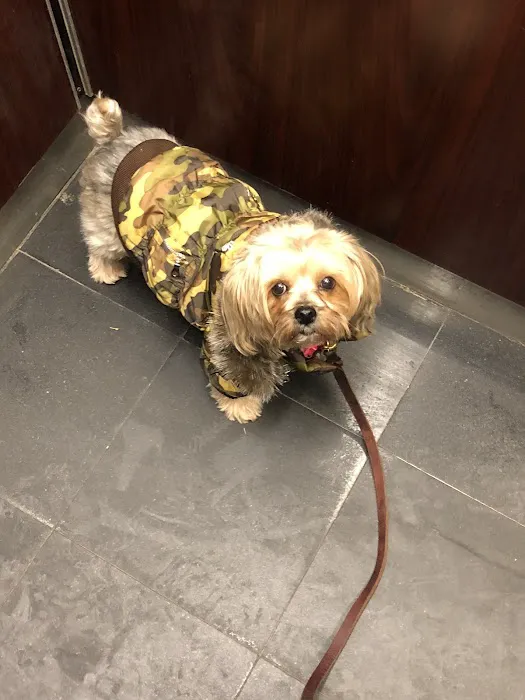 Bark Avenue Puppies Picture 10