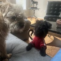 All Creatures Veterinary ico