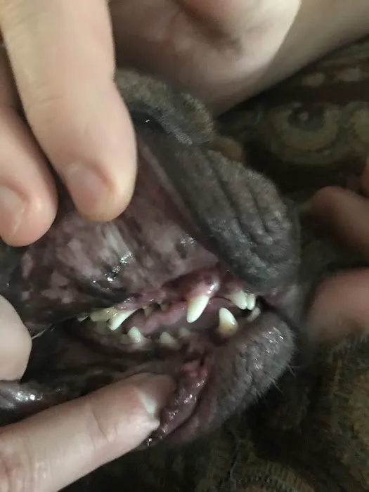Gentle Earth Pets Picture 5
