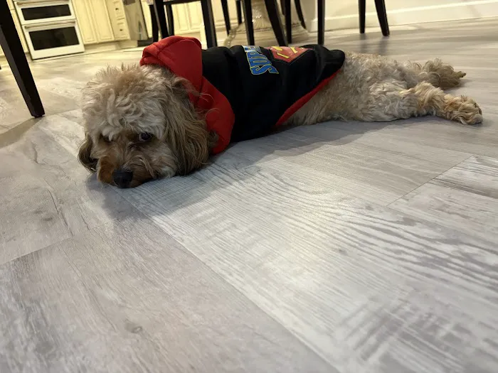 Pet Lovers Outlet Picture 1