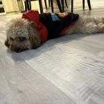 Pet Lovers Outlet