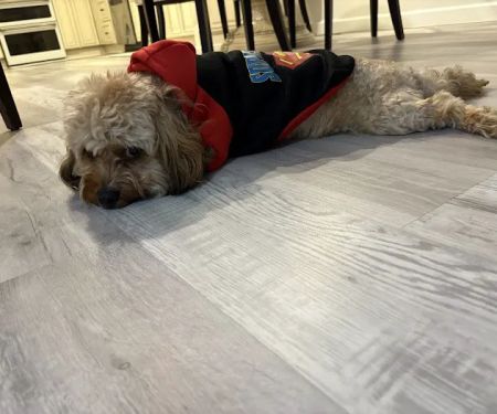 Pet Lovers Outlet