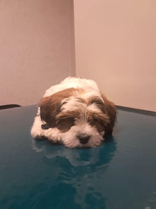 Evesham Veterinary Clinic: Bell Jaclyn DVM Picture 1