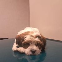 Evesham Veterinary Clinic: Bell Jaclyn DVM ico