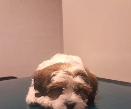 Evesham Veterinary Clinic: Bell Jaclyn DVM