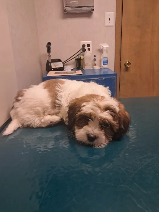 Evesham Veterinary Clinic: Bell Jaclyn DVM Picture 8