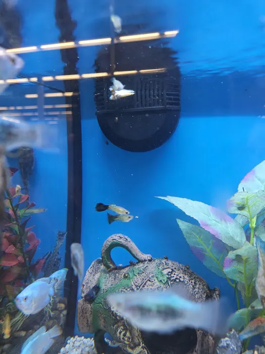 Petco Picture 4