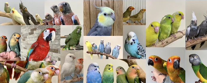 Paterson Bird Store Picture 3