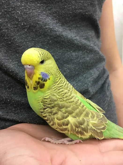 Paterson Bird Store Picture 8
