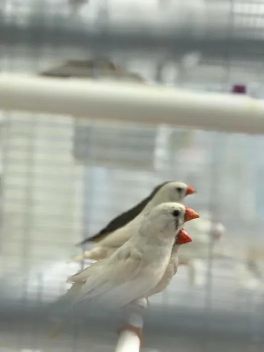 Paterson Bird Store Picture 6