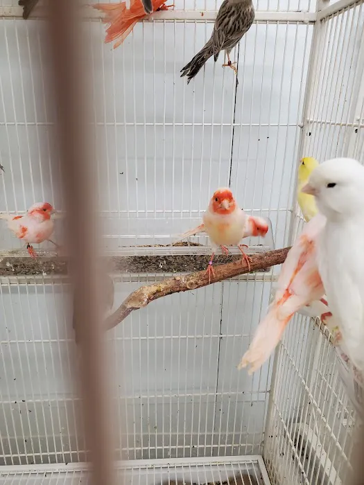 Paterson Bird Store Picture 7