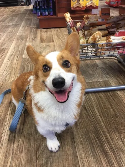 Well Bred - The Healthy Pet Marketplace, Self Wash & DOG GROOMERS Picture 4