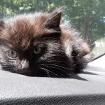County Line Veterinary Hospital