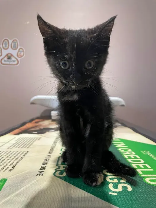 County Line Veterinary Hospital Picture 5