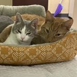 Berlin Township Animal Hospital