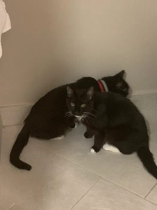 Berlin Township Animal Hospital Picture 4