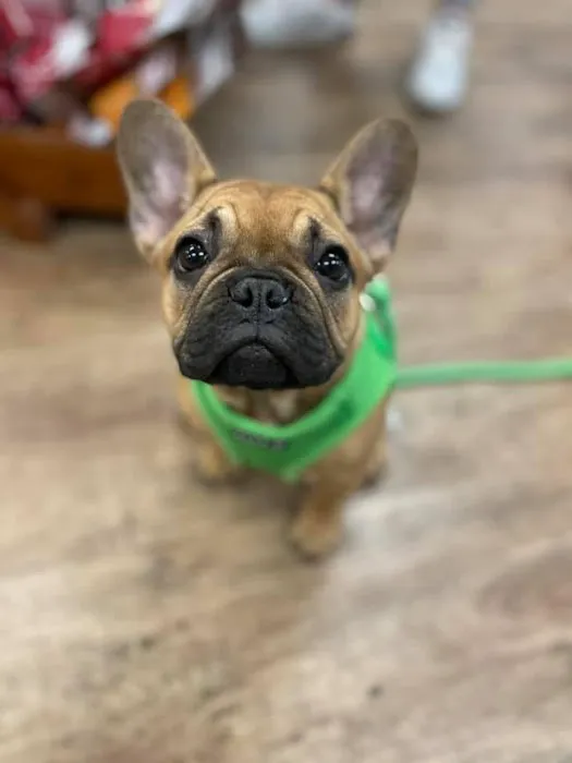 Well Bred - The Healthy Pet Marketplace Picture 4