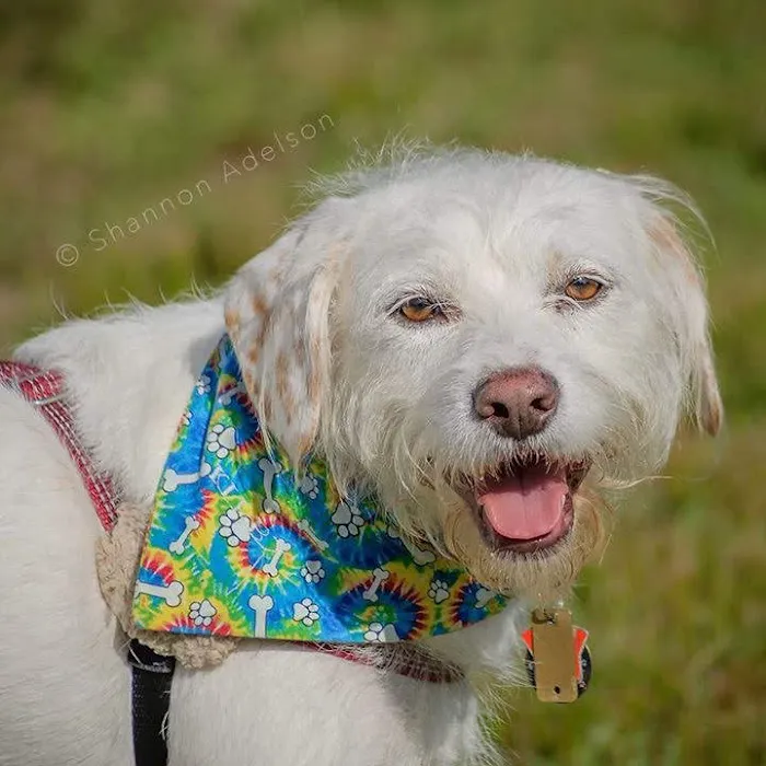 Polo Veterinary Services Picture 9