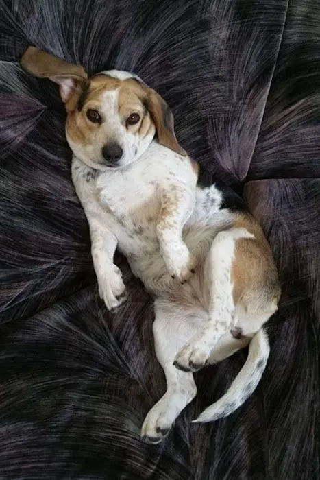 Polo Veterinary Services Picture 5
