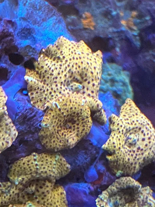 Aqua Reef Aquatics Inc Picture 3