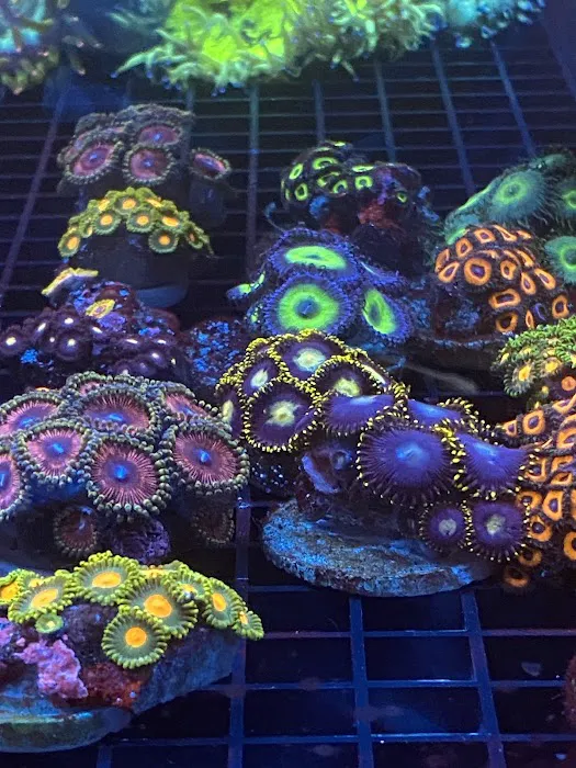 Aqua Reef Aquatics Inc Picture 5