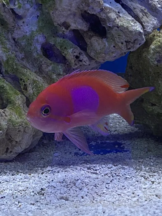 Aqua Reef Aquatics Inc Picture 4
