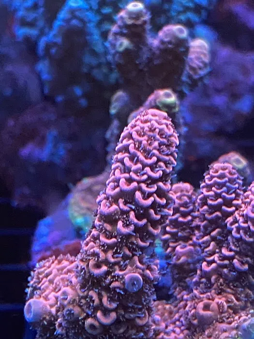 Aqua Reef Aquatics Inc Picture 6