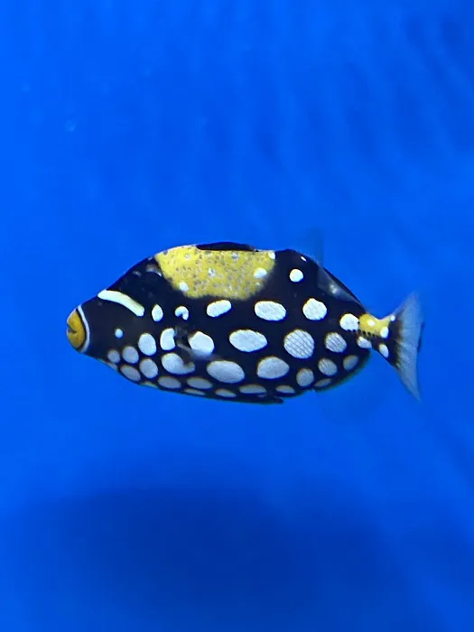Aqua Reef Aquatics Inc Picture 7