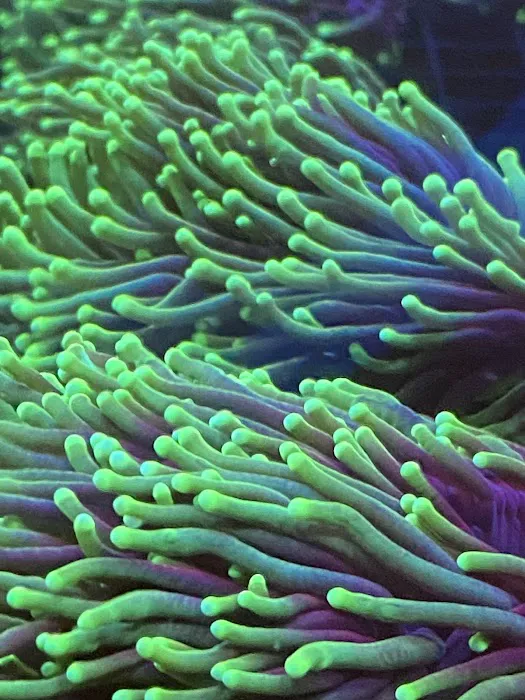 Aqua Reef Aquatics Inc Picture 9