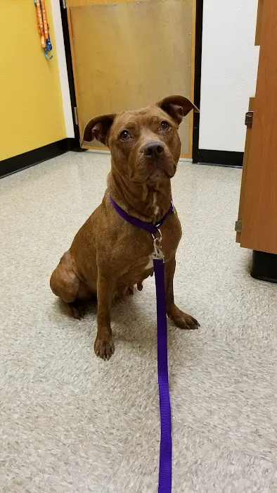 Banfield Pet Hospital Picture 10