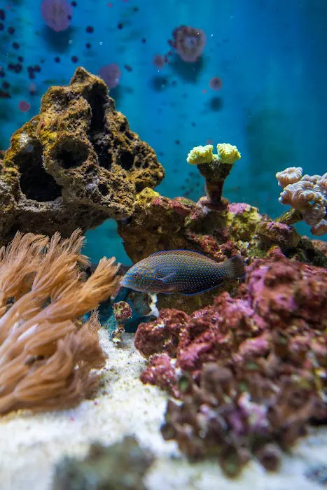 Michael's NYAquatic Picture 1