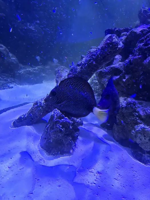 Michael's NYAquatic Picture 7