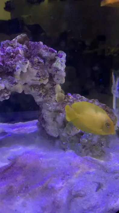 Michael's NYAquatic Picture 9