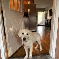 Greenfields Veterinary Associates ico